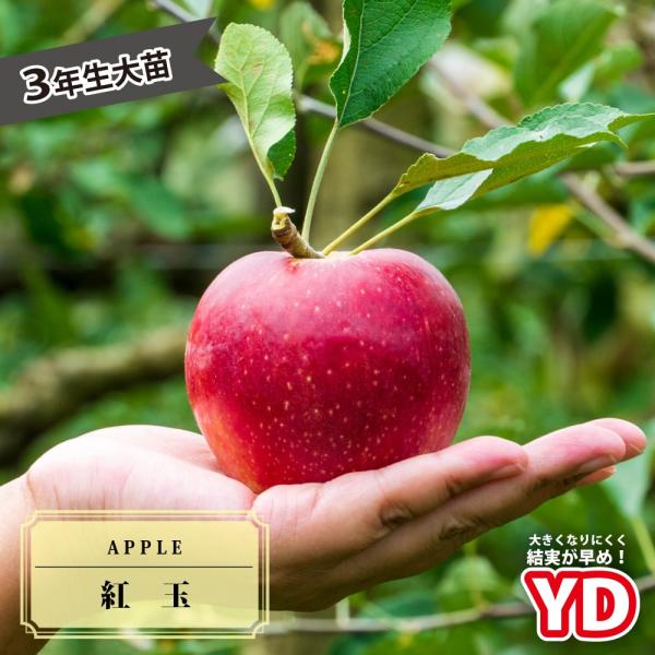 りんご苗木 YD紅玉 3年生矮性台木接木1.1m大苗