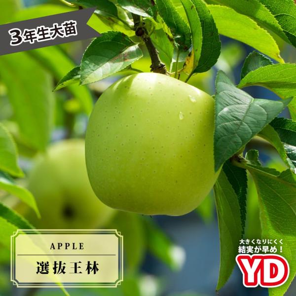 りんご苗木 YD選抜王林 3年生矮性台木接木大苗