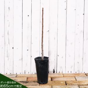 りんご苗木 選抜王林 1年生接木苗 予約販売1...の詳細画像3