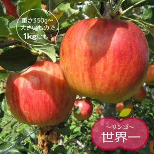 りんご苗木 世界一 （せかいいち） 2年生接木苗 スリット鉢植え 限定販売｜hanahirobaonline