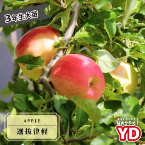 姫りんご 苗木 アルプス乙女 2年生接木苗 スリット鉢植え 限定販売