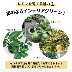 寒さに強いレモンの木 鉢植え選抜トゲなしリスボ...の詳細画像1
