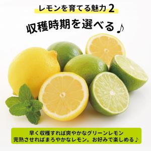 寒さに強いレモンの木 鉢植え選抜トゲなしリスボ...の詳細画像2