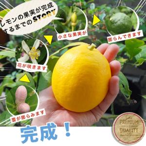 寒さに強いレモンの木 鉢植え選抜トゲなしリスボ...の詳細画像4