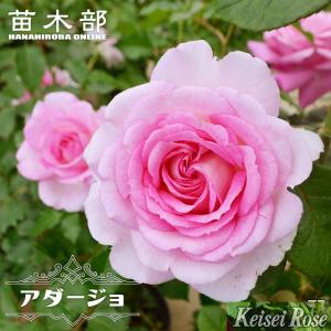 バラ苗 リナルド 2年生大苗 シェラブ 河本バラ園 四季咲き 紫 複色