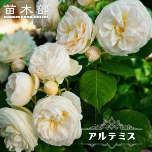 苗木部 花ひろばオンライン 白系でツルバラ 花色で選ぶつる性バラ Cl Yahoo ショッピング