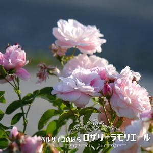 病気に強いバラの商品一覧 通販 Yahoo ショッピング