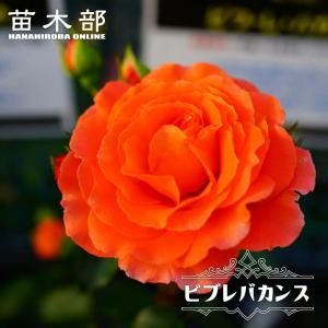 四季咲き花木 花 ガーデニング の商品一覧 通販 Yahoo ショッピング