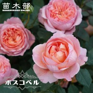 バラ 苗 京成 【つるバラ フレンチ レース (CL) 四季咲き】 2年生