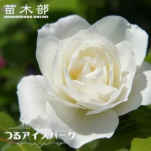 つるバラ苗 つるアイスバーグ 3年生大苗 : 苗木部 花ひろばオンライン