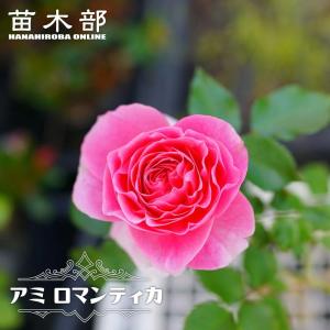 強香つるバラ マリー ヘンリエッテ 3年生長尺1.5m苗 登録品種・品種