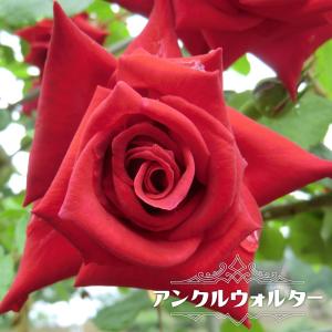 四季咲きつるバラ アンクルウォルター 1年生新苗 3.5号ポット苗 予約販売4月中旬頃入荷予定 爆買