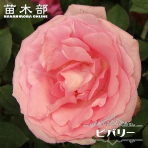 四季咲きバラ苗 ピンクインテューション 2年生大苗 登録品種・品種登録
