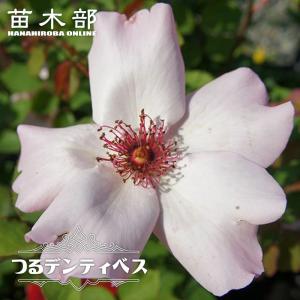月桃『 黄斑ゲットウ』（ アルピニア ）7号鉢植え 送料無料 受け皿