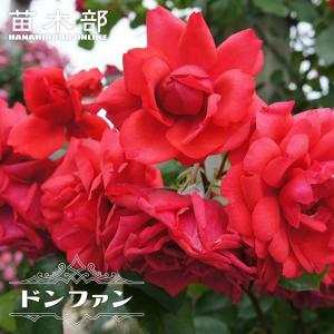 つるバラ 四季咲き 強健の商品一覧 通販 Yahoo ショッピング