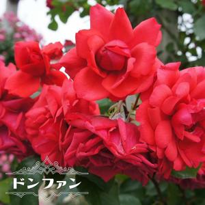 ミューレンベルギア カピラリス 花苗 3.5号/お買い得4個セット 苗 花の