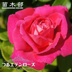 つるミミエデン(バラ苗:つるバラ) 大苗予約 《契約品種》 : 大神