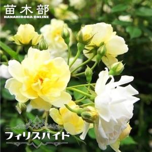 つるバラ マダムアルフレッドキャリエール 2年生大苗 6号ポット 爆買い