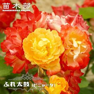 つるバラ 四季咲き 強健の商品一覧 通販 Yahoo ショッピング