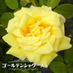 つるバラ 半日陰の商品一覧 通販 Yahoo ショッピング