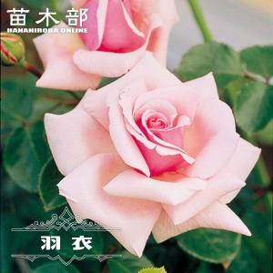 トゲのないバラ 四季咲き 花 ガーデニング の商品一覧 通販 Yahoo ショッピング