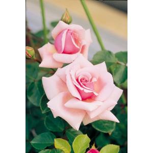 バラ ニュードーンの商品一覧 通販 Yahoo ショッピング