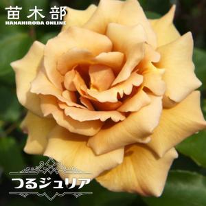 バラ 苗 【つるバラ キングローズ (CL) 大輪 一季咲き】 3年生 接ぎ木