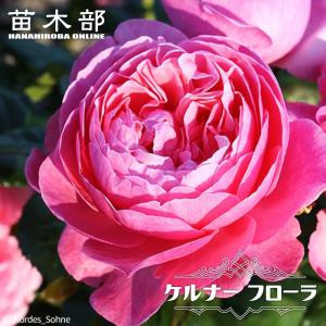 四季咲きつるバラ ケルナーフローラ 3年生長尺1.5m苗 登録品種・品種登録 大型宅配便・大梱包