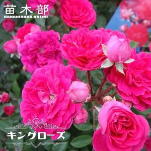 バタースコッチ(バラ苗:つるバラ) 大苗予約 : 大神ファームYahoo!店
