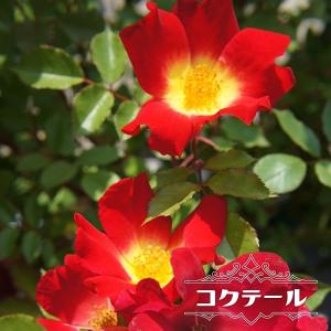 四季咲きつるバラ コクテール （カクテル） 1年生新苗 3.5号ポット苗｜hanahirobaonline
