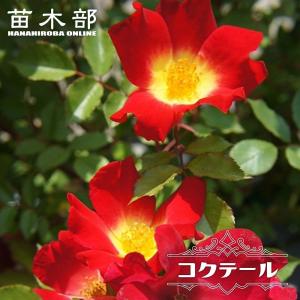 四季咲きバラ苗 ローズシナクティフ3年生長尺1.5m苗 大型宅配便・大