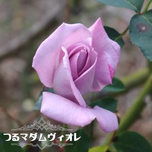 苗木部 花ひろばオンライン 青紫 シルバー系ツルバラ 花色で選ぶつる性バラ Cl Yahoo ショッピング