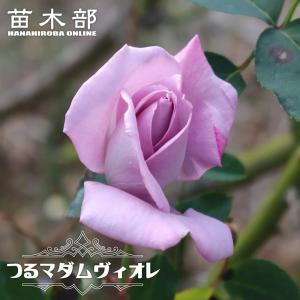 鹿児島紅梅 花梅 1年生接木 苗 : 苗木部 花ひろばオンライン - 通販
