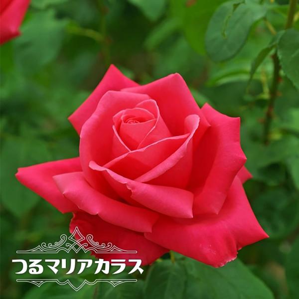 つるバラ つるマリアカラス 2年生大苗 予約販売12月〜翌年1月頃入荷予定