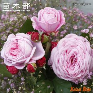 四季咲きつるバラ パレード 3年生1.5m長尺大苗 大型宅配便・大梱包