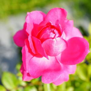 四季咲きつるバラ パレード 2年生大苗 : 苗木部 花ひろばオンライン