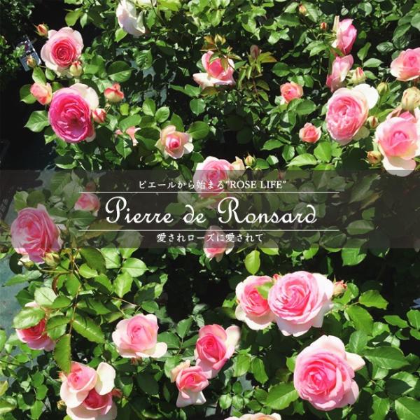 つるバラ ピエールドゥロンサール ２年生大苗 6号ポット 予約販売12月〜翌年1月頃入荷予定