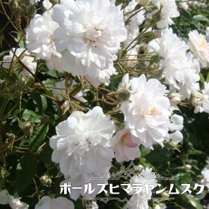 小輪つるバラ ピンク 苗 の商品一覧 花 ガーデニング 通販 Yahoo ショッピング