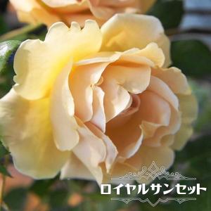四季咲きバラ苗 ロイヤルサンセット3年生大苗 つるバラ 四季咲き