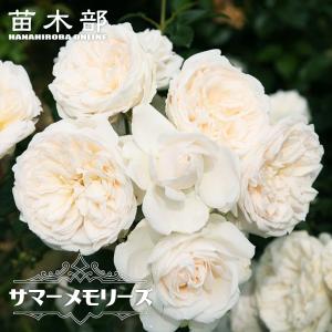 四季咲きつるバラ苗 サマーメモリーズ 3年生長尺1.1m苗 登録品種・品種