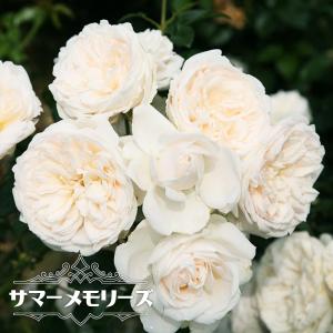 苗木部 花ひろばオンライン 白系でツルバラ 花色で選ぶつる性バラ Cl Yahoo ショッピング