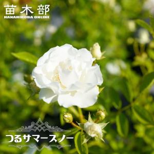 苗木部 花ひろばオンライン 白系でツルバラ 花色で選ぶつる性バラ Cl Yahoo ショッピング