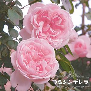 四季咲きつるバラ シンデレラ 2年生大苗｜hanahirobaonline