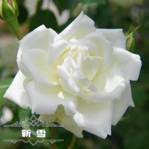 日陰に強いバラ 花の苗 の商品一覧 苗 花 ガーデニング 通販 Yahoo ショッピング