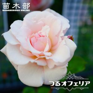 四季咲きバラ苗 プラムパーフェクト2年生大苗 登録品種・品種登録