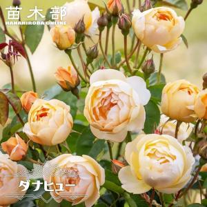 四季咲き強香バラ苗 セプタードアイル 6号ポット 大苗 強健 登録品種