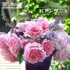 バラ苗　切りバラ苗　Vic♡pink♡♡Rose苗。 四季咲きバラ苗 ブライダルピンク 1年生新苗 : 苗木部 花ひろば