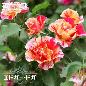クリスマスローズ 開花実績株 DD段咲きイエロー クリスマスローズ開花株 DD多弁咲き系グリーンゴールド 264 現品限り