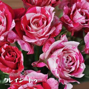 濃いピンクのバラ苗の商品一覧 通販 Yahoo ショッピング