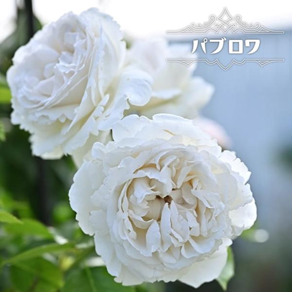 四季咲き半つるバラ パブロワ 2年生大苗 登録品種・品種登録 予約販売1月下旬以降入荷予定